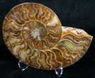 Cut and Polished Ammonite Pair #6189-3